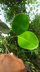 Rhizophoraceae
