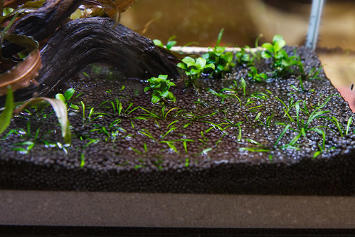 Filling a tank with fresh UpAqua Aquasand substrate