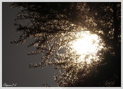 Soleil ou lune à travers les arbres