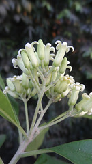 Pittosporaceae