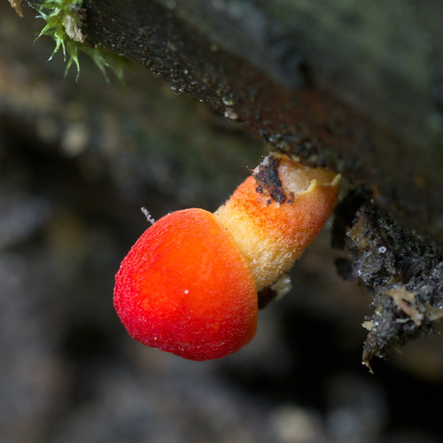 Плютей оранжево-морщинистый (Pluteus aurantiorugosus) Автор фото: Татьяна Бульонкова