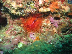 scarlet flame scallop video