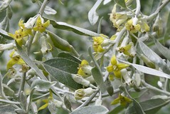 Elaeagnus angustifolia -  Schmalblättrige Ölweide