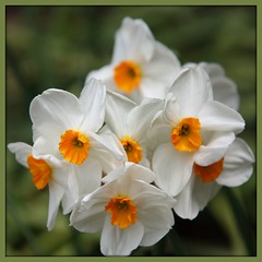 A Garden of Narcissus