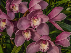 Longwood Gardens Orchid Extravaganza - 2015