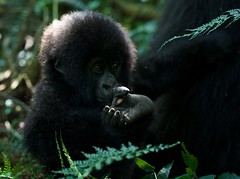 Mammals (DRC)