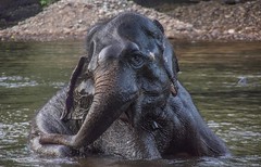 Elephant Reserve India
