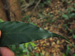 Leaf tip