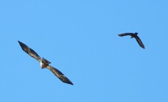 immature bald eagle harrassed by ravens
