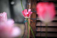 2015-03-04 Street flower
