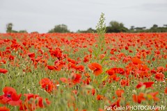Poppies in Dover