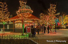 Christmas light at Lincoln Zoo Chicago 2011