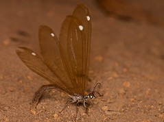 Neuroptera (Madagascar)