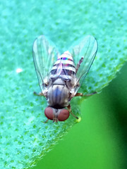 Flat-footed fly (family Platypezidae); Mount Rainier, PGC, Maryland; Sep 30, 2014