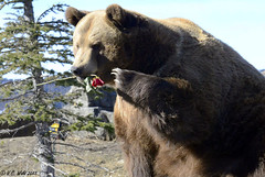 Montana Grizzly Encounter 2015-February
