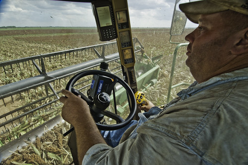 A farmer in Navasota, Texas uses modern technology to navigate a harvester through his wheat sorghum crop.