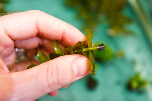 lead aquarium plant weights formed around a stem plant