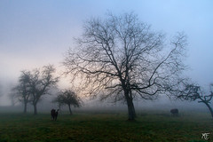 Brumes et stratus - Haze and fog