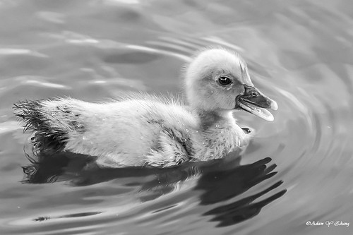 Quack, Quack ( 呱呱 ）