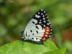 Butterflies of India (Western Ghats) - 2015