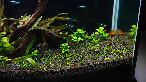 Fluval Spec V Aquarium with Green Neon Tetras