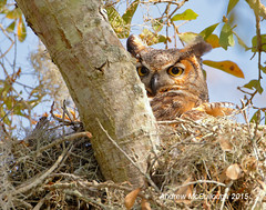 Brazos Bend 2015 Owl Nest