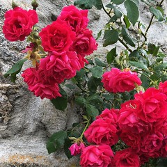 #rose #fleur #Lozère #grandrieu
