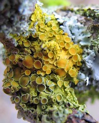 Lichens & mosses