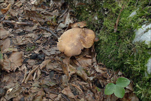 Гиропорус каштановый (Gyroporus castaneus)Photo by Amadej Trnkoczy  on Flickr Автор фото: Amadej Trnkoczy (Slovenija)