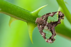Hemiptera (Rwanda)