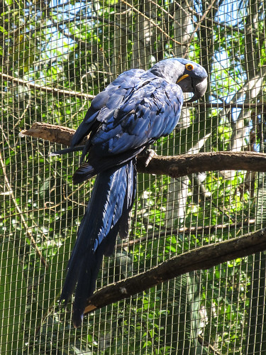 Le Parc des Oiseaux d'Iguaçu: la grande volière aux perroquets