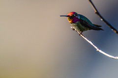Hummingbirds in garden