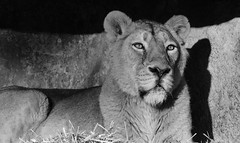 ... the Lions in b&w
