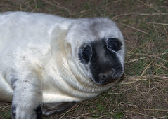 Grey Seals