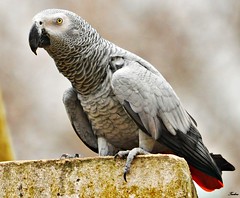 Papagaio-cinzento Nº304