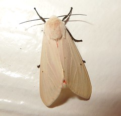 Tiger moth (Spilosoma or Spilarctia sp.)