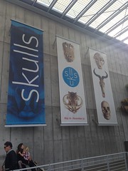 SKULLS Exhibition California academy of Sciences Nov 2014