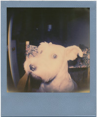 Polaroid Color 600 At The Office