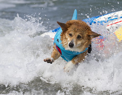 Surf Dog Competition - Imperial Beach (2016)