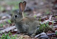 Feral Rabbit