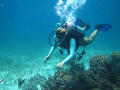 Under the sea - Belize