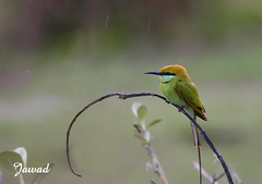 Green Bee Eaters