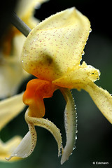 Orchids and other exotic flowers