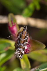 Lepidoptera: Gelechiidae of Finland