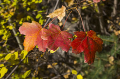 Best of the Pinal Mountains Fall Color - Photo Field Trip