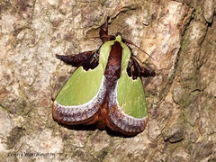 Moths of Thailand (Limacodidae)