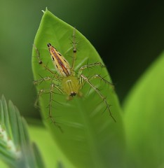 Thailand Spiders 