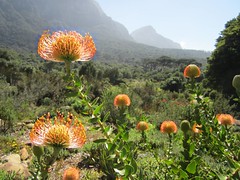 Cape Peninsula, South Africa