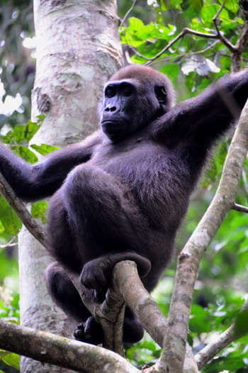 8.- GORILAS!! - Pigmeos y Gorilas, un paseo por la selva centroafricana (2)