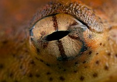 Amphibian eyes